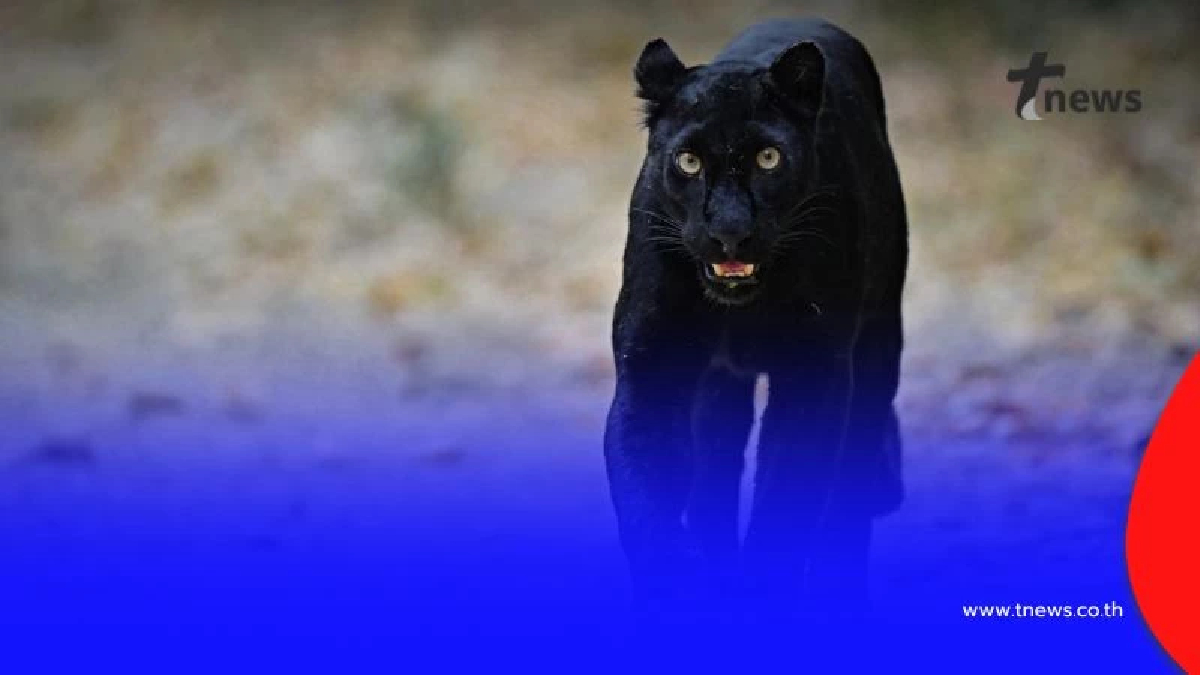 เปิดเผยภาพ เสือดำแห่งแก่งกระจาน สร้างความประทับใจแก่นักท่องเที่ยว