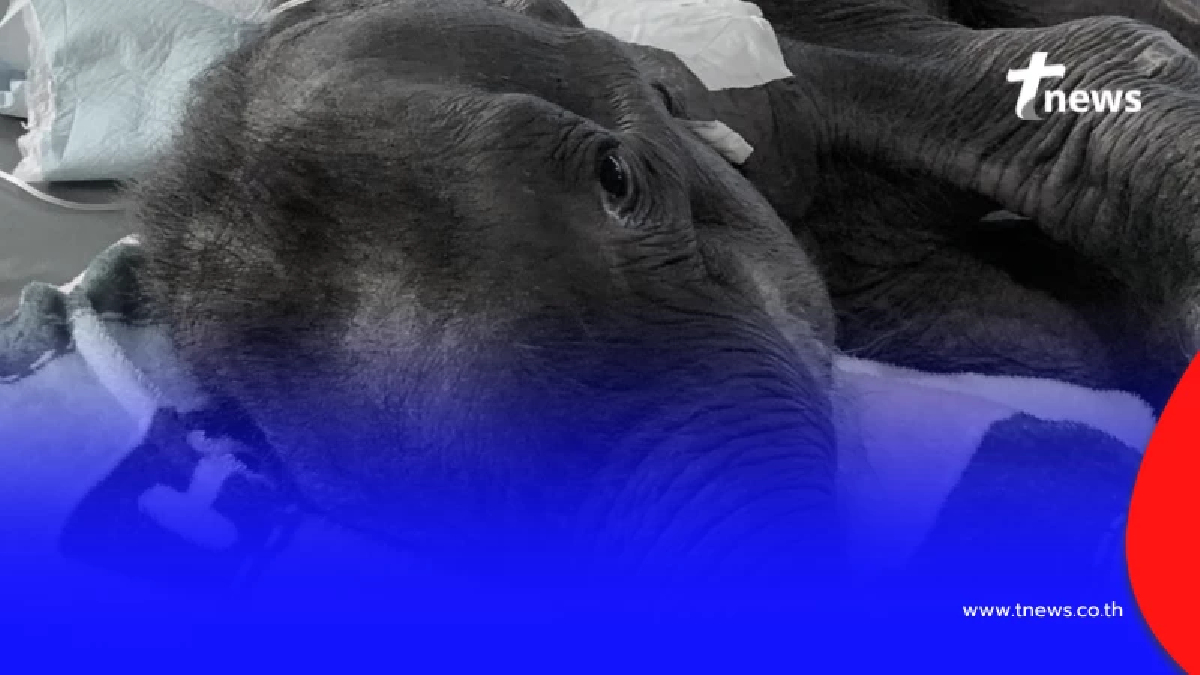 บีบหัวใจ เผยแล้วสาเหตุ "น้องข้าวต้ม" กลับดาวช้าง หลับไปอย่างสงบ