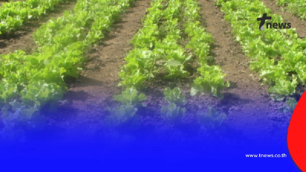 เปิดชื่อพืช 57 ชนิด ปลูกแล้วได้ลดภาษีที่ดิน หลังปรับราคาใหม่