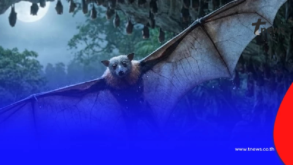 ไทยไม่ต้องผวา เหตุผล"ไวรัสนิปาห์"ไม่ระบาดทั่วโลกเหมือนโควิด