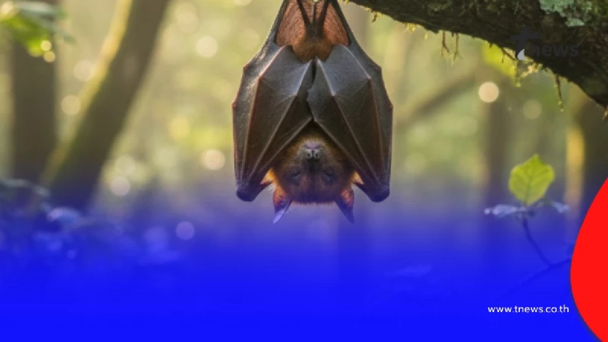 หมอจิรรุจน์ สรุป "ไวรัสนิปาห์" จบครบใน 6 ข้อ ชี้ ยังไม่มีวัคซีน