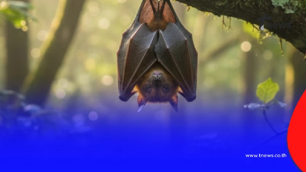 หมอจิรรุจน์ สรุป "ไวรัสนิปาห์" จบครบใน 6 ข้อ ชี้ ยังไม่มีวัคซีน