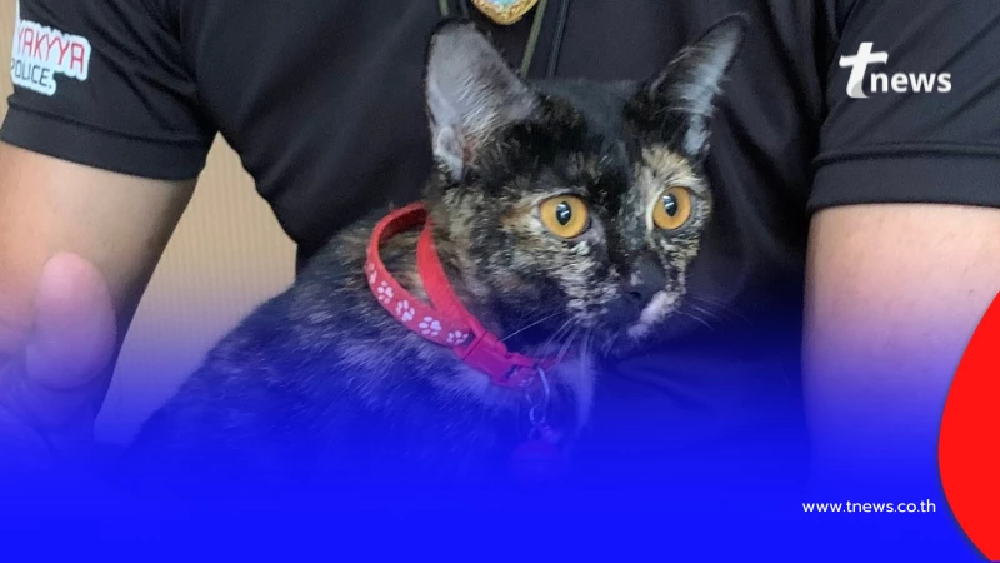 แมวใครหาย ติดต่อมารับน้องได้เลย ที่ตำรวจทางหลวงอยุธยา