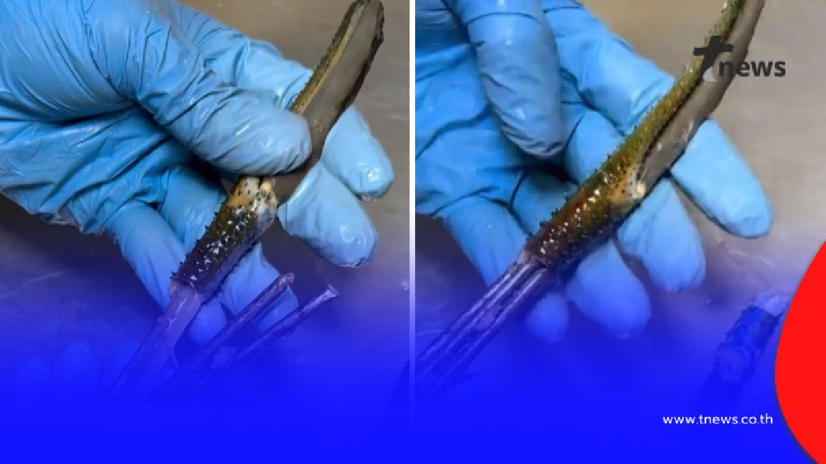 สายกินกุ้งต้องระวัง กลโกงสุดล้ำ ร้านดังเจอเต็มๆ มันอยู่ในก้าม