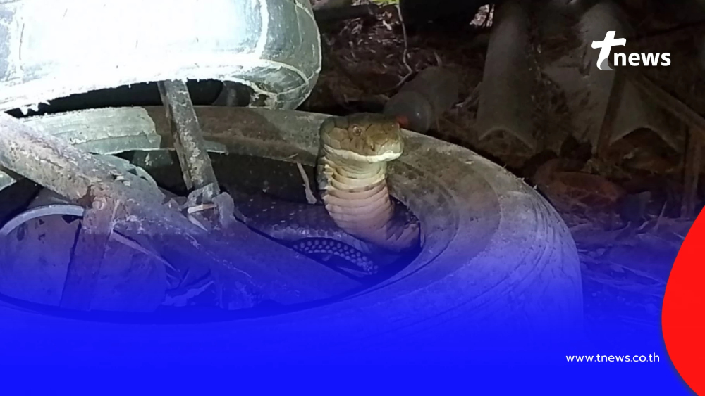 ส่องเลขที่บ้าน "งูจงอางใหญ่" เลื่อนผ่านหน้าบ้าน ชูคอขู่ไม่หยุด