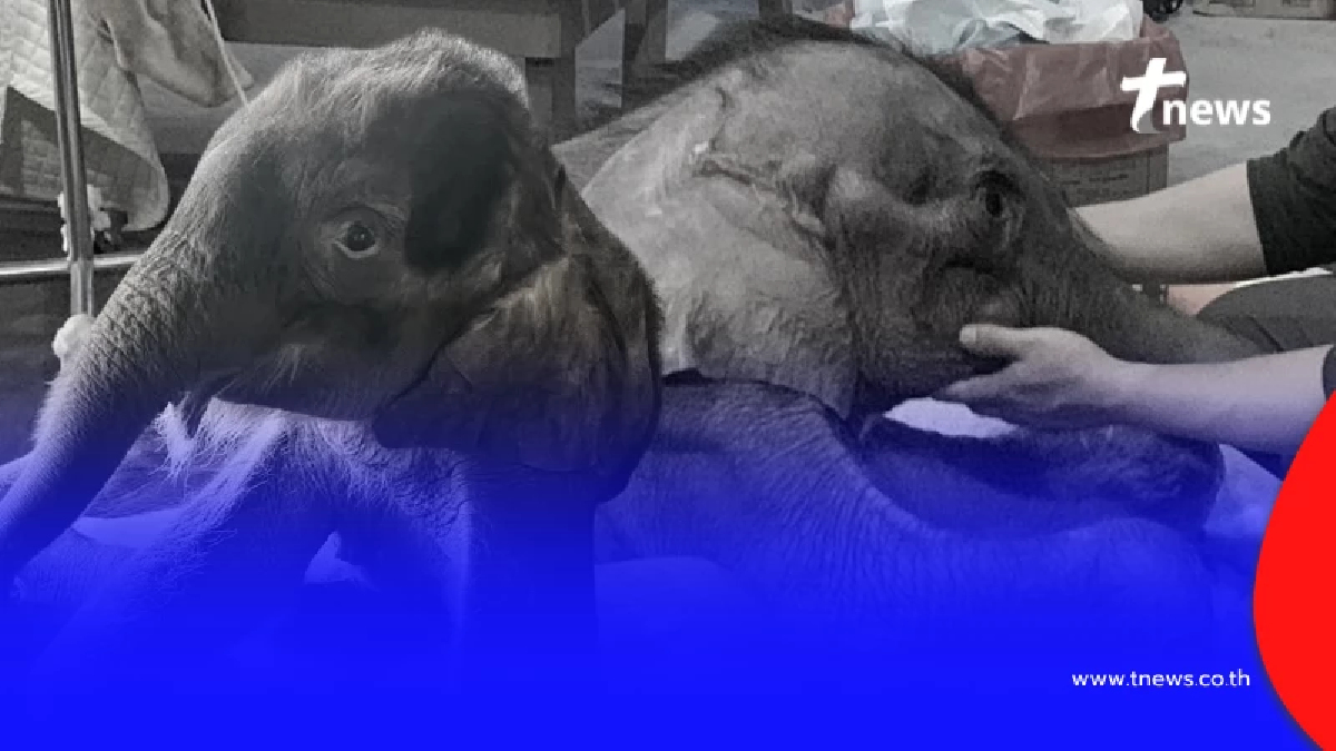 ใจสลาย "น้องข้าวต้ม" ลูกช้างน้อยนักสู้ กลับดาวช้างแล้ว