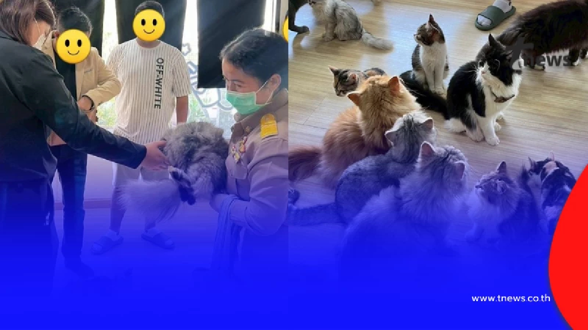 งานเข้าแล้ว คาเฟ่แมว ย่านบางเขน หลังโผล่คลิปทารุณสัตว์ว่อนเน็ต