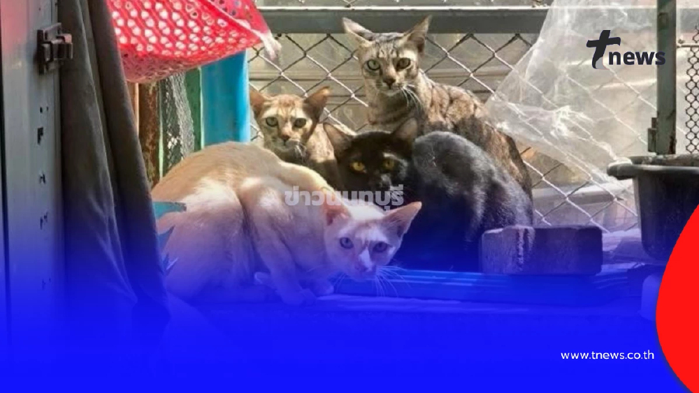 เพื่อนบ้านสุดทน  ลุงวัย 63 เลี้ยงแมว  กลิ่นเหม็นคลุ้งทั้งตึกนาน 3 ปี