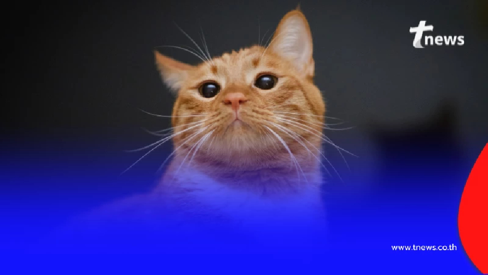 คนรักสัตว์เฮ กทม. ยืดเวลาบังคับใช้กฎหมายเลี้ยงสัตว์ออกไป 1 ปี