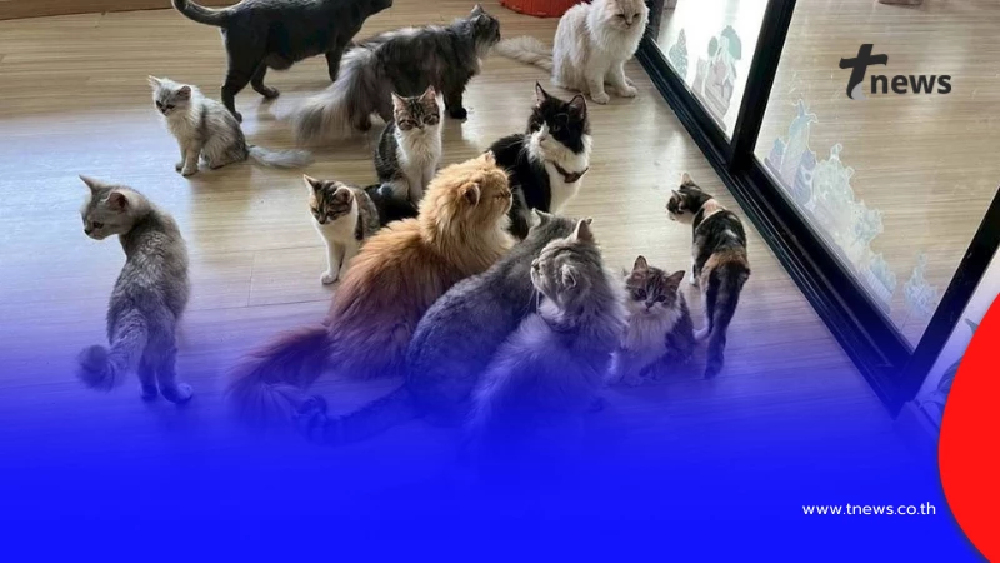 เขตบางเขนเข้าตรวจสอบคาเฟ่แมวดัง ที่เป็นกระแสในในโซเชียล