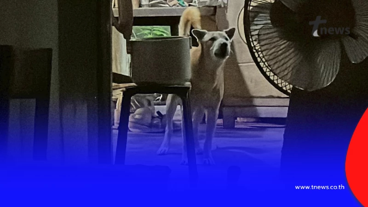 สุนัขเฝ้าร่างยายวัย 77 ไม่ห่าง หลังเสียชีวิตตามลำพังในบ้านพัก