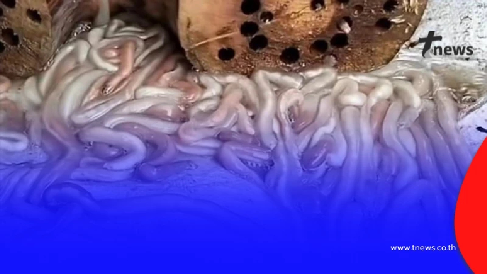 ขนลุก สาวเจอตัวประหลาด โผล่จากไม้ ที่แท้ของอร่อยโลละพัน