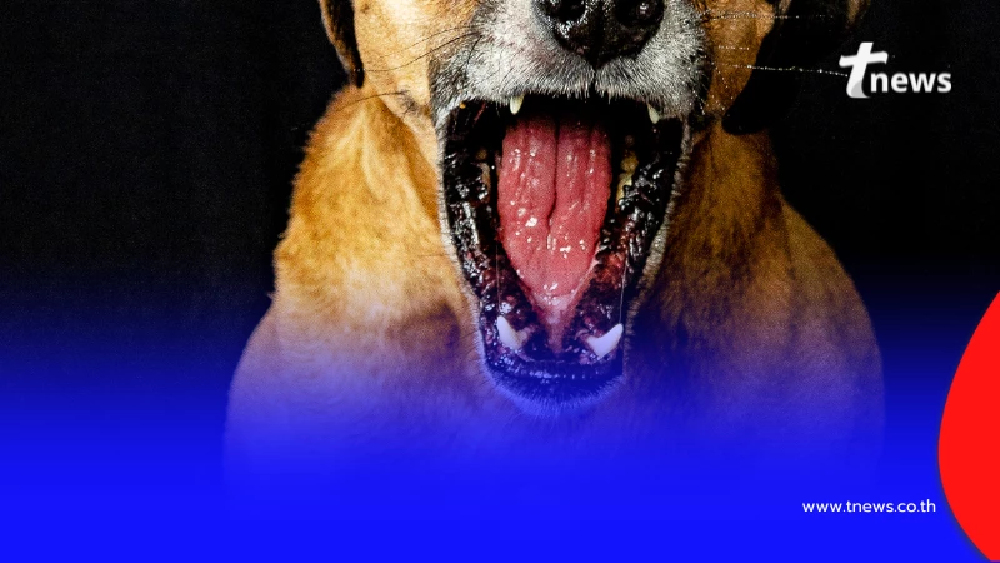 พบสัตว์ป่วยพิษสุนัขบ้า ย้ำรัศมี 5 กิโลเมตรต้องระวังเป็นพิเศษ