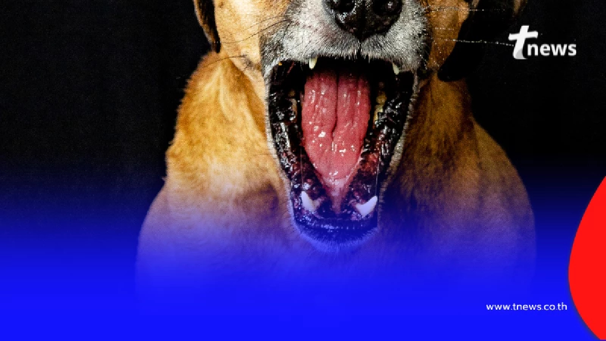 พบสัตว์ป่วยพิษสุนัขบ้า ย้ำรัศมี 5 กิโลเมตรต้องระวังเป็นพิเศษ