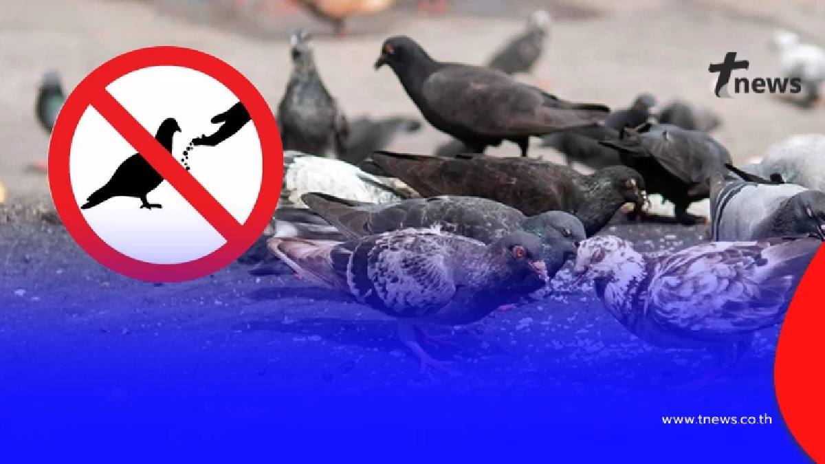 เปิดโทษชัด ๆ พวก "ขาย-ให้อาหารนกพิราบ" ถ้าโดนจับบอกเลย หนัก
