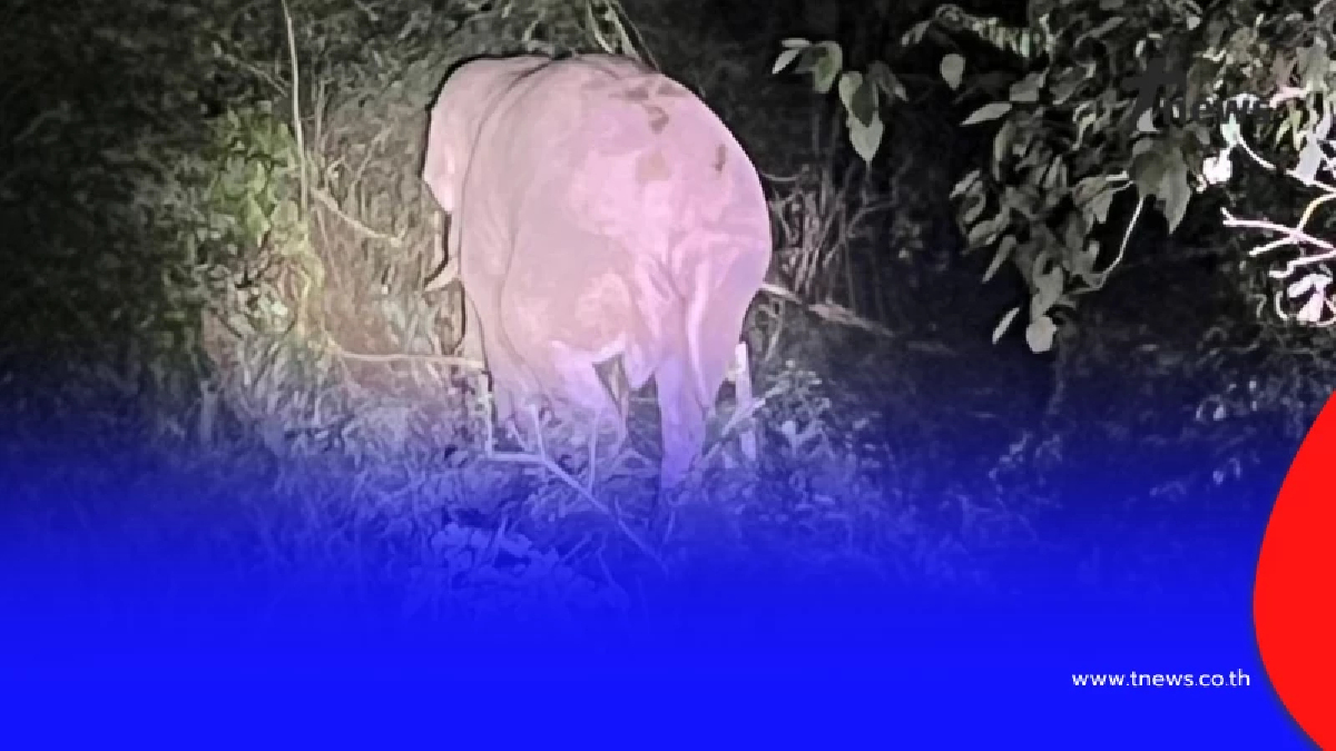 เผยสภาพ "พลายชมวิว" พบตัวแล้ว หลังถูกรถชนและหายเข้าป่าเขาใหญ่หลายวัน