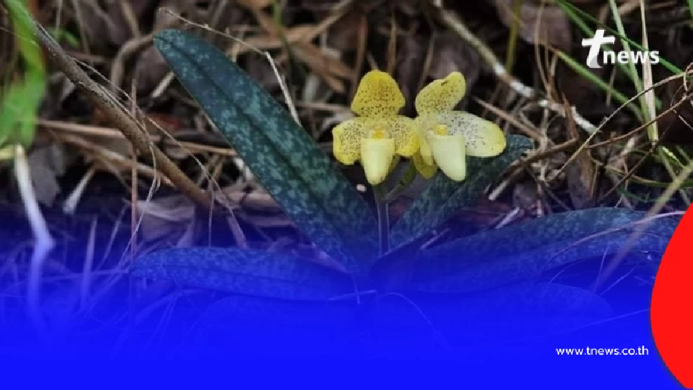 อวดโฉมความงาม รองเท้านารีเหลืองปราจีน กล้วยไม้ป่าหายากที่บึงกาฬ