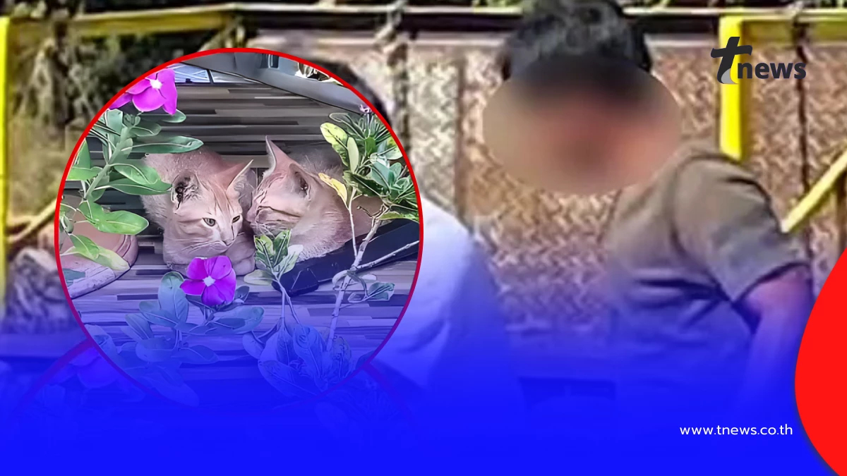 สังคมตั้งคำถาม อ้างลูกรักแมว รีบให้รับไป สุดท้ายพบแมวเสียชีวิต