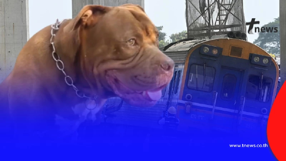 เหลือเชื่อ สาวเล่าขนลุก รอดเครนถล่มทับรถไฟ พิทบูลช่วยชีวิต