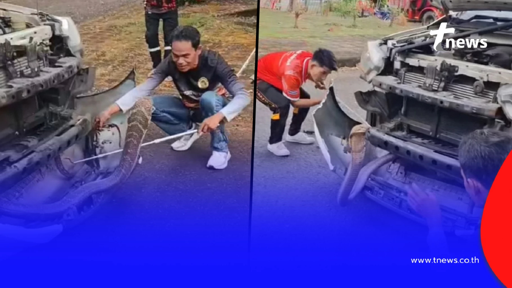 ส่องทะเบียนรถ "งูจงอาง" ชูคอแผ่แม่เบี้ยหราหน้ารถ 4 ชม. กว่าจะจับได้