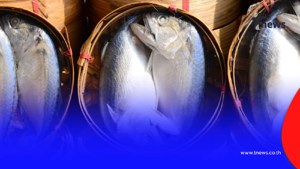 เปิดเคล็ดลับ “ปลาทูแม่กลองแท้” ต้องหน้างอคอหักแบบนี้