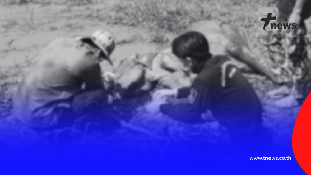 สลด! บ่วงมรณะคร่าชีวิตลูกช้างป่า วัยปีเศษกลางเขาอ่างฤาไน