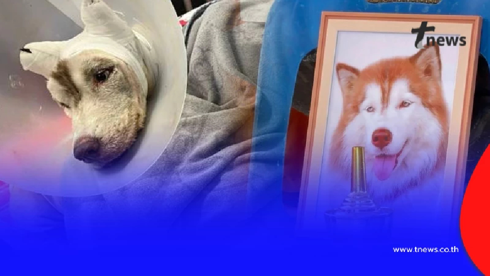 แห่ตั้งค่าหัวจับคนร้ายใจดำ ราดน้ำมัน "มอลลี่" ยอดพุ่ง 8 หมื่น