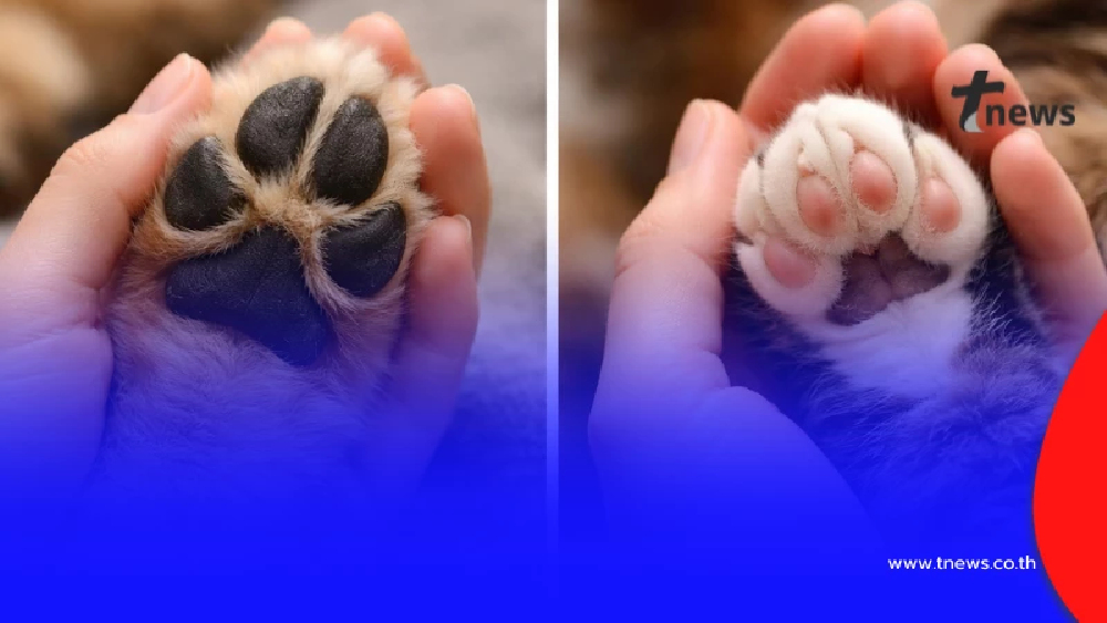 อ่านแล้วน้ำตาซึม หมอเปิด 4 สัญญาณสุดท้าย ก่อนสัตว์เลี้ยงจากไป