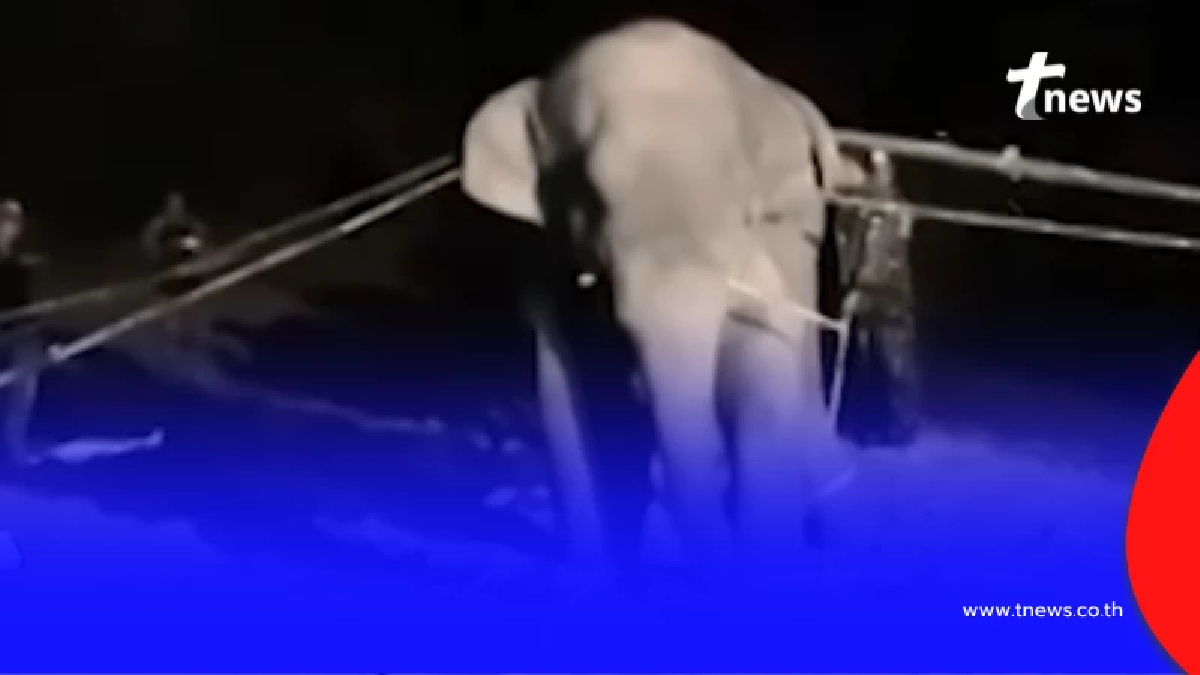 เบื้องลึก สีดอหูพับล้ม มีบางอย่างหายไป ถึงว่านักอนุรักษ์ลุกฮือ