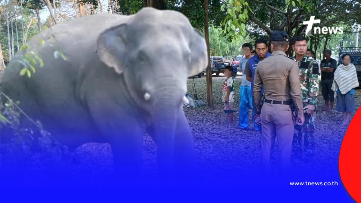 สลด "พลายอ้อยหวาน" ช้างป่าเขาใหญ่ตกมัน ทำนักท่องเที่ยวดับ