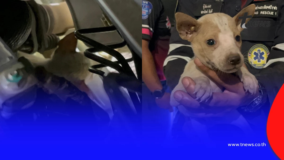 กู้ภัยศรีราชาช่วยลูกหมาติดห้องเครื่องรถกลางลานจอดสวนสุขภาพ