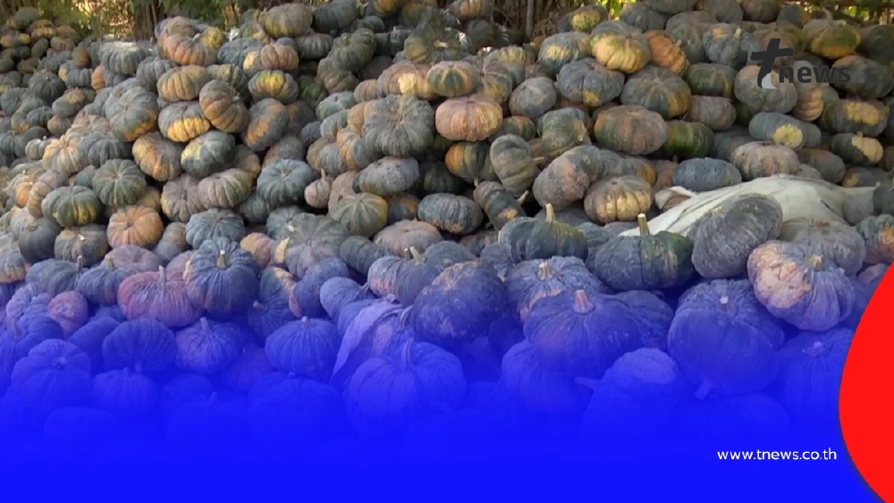 ฟักทองสกลนครราคาดิ่งหนัก เกษตรกรโอดหนัก วอนเร่งหาทางออก