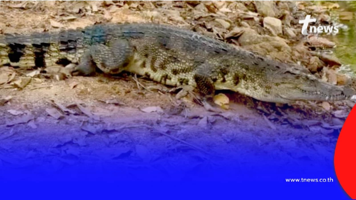 ของแท้ที่หาดูยากที่สุด ปล่อย 2 จระเข้ไทยแท้ คืนถิ่นมรดกโลกแก่งกระจาน