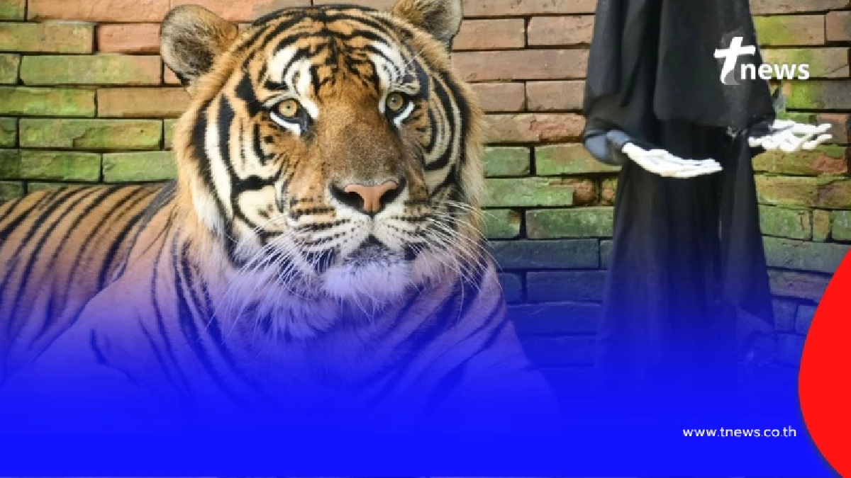 เกิดอะไรขึ้น"เสือ"ที่คุ้มดังจังหวัดเชียงใหม่ ตายกว่า 70 ตัว