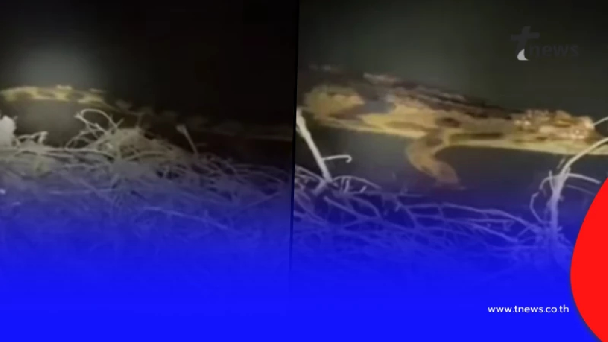 ฮือฮา พบสัตว์หายาก ในธรรมชาติครั้งแรกในไทย หลังเชื่อว่าสูญพันธุ์