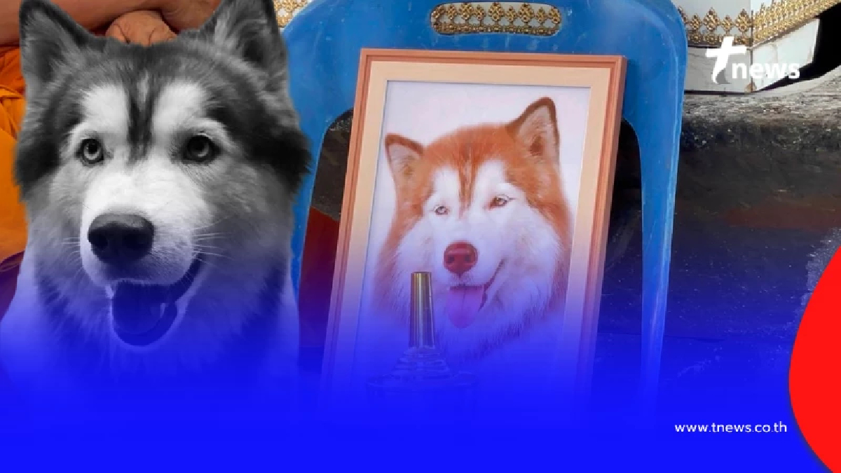 ในหลวงทรงรับทราบข่าว "น้องมอลลี่" ทรงเสียพระราชหฤทัยยิ่ง