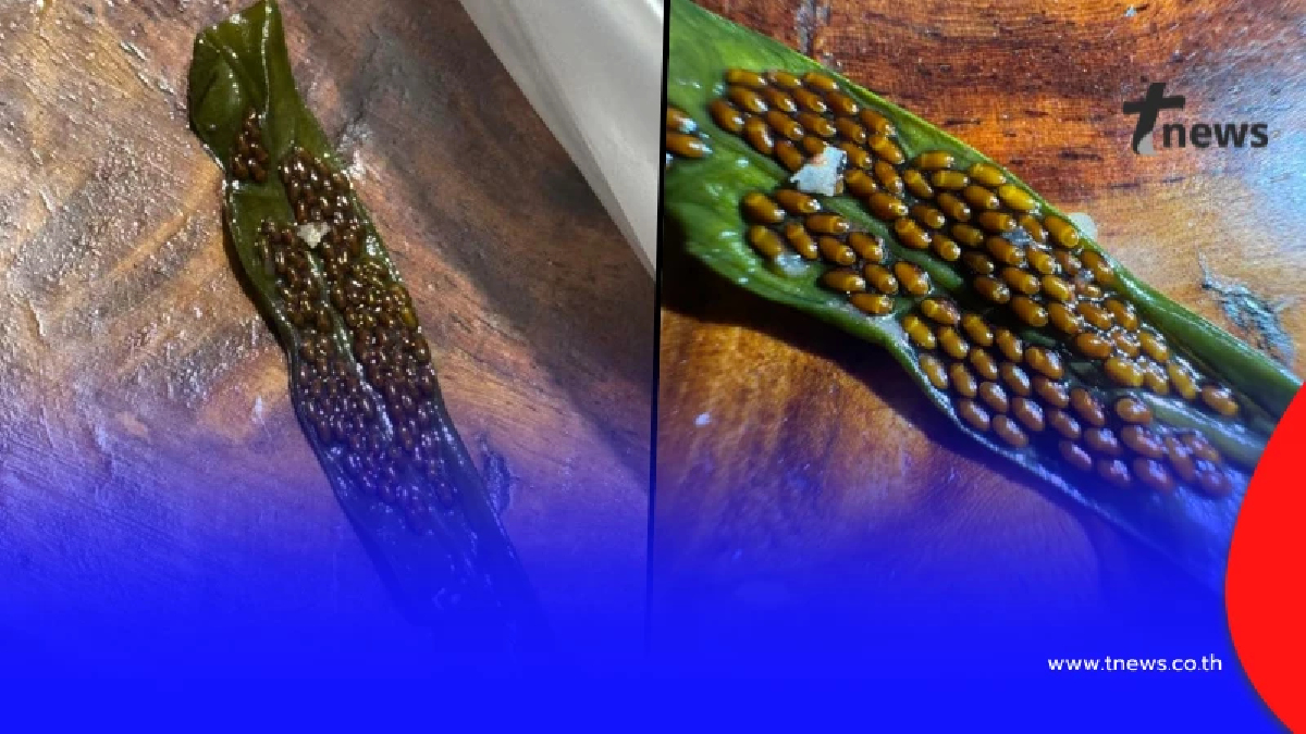 ขนหัวลุก "ไข่ปริศนา" ในผักบุ้ง ล่าสุด รู้แล้ว มันคือตัวอะไร