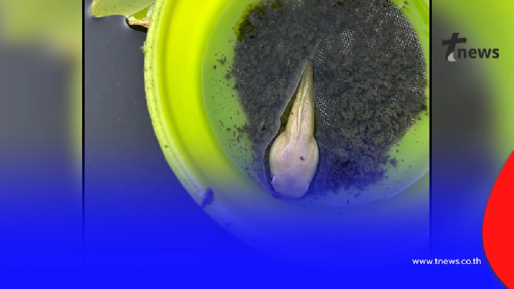 สาวเจอ "สัตว์แปลก" ในบ่อ ที่แท้ มันคือสัตว์ที่น่าสงสารเหลือเกิน