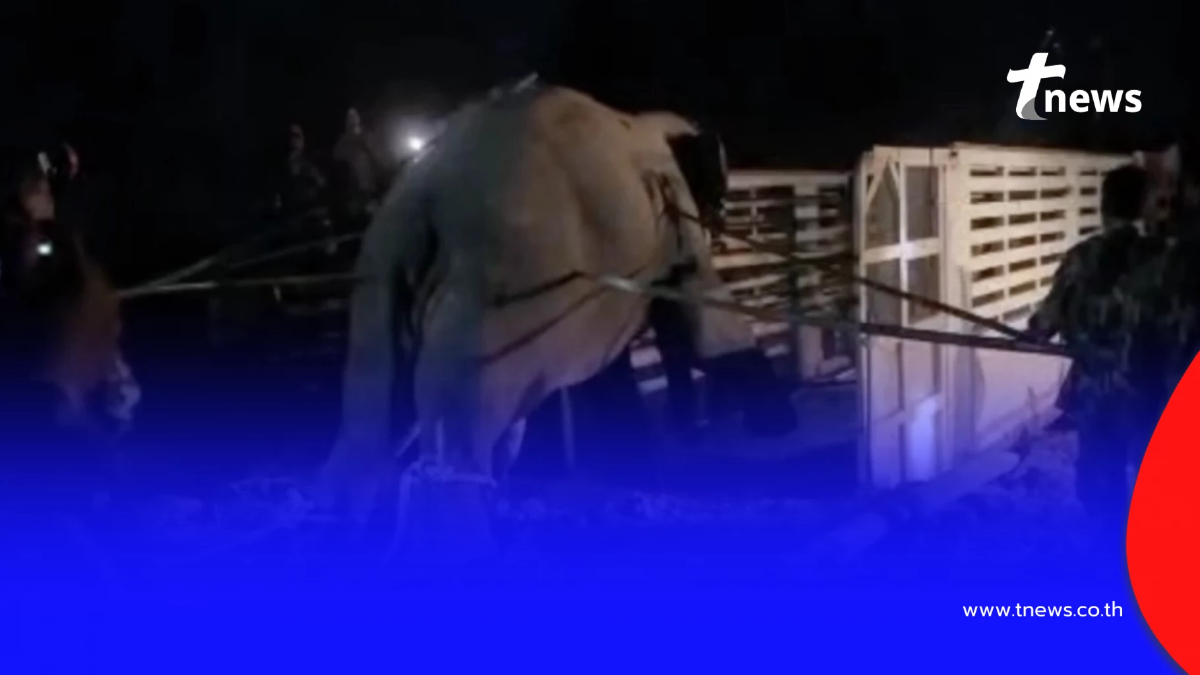 เปิดผลชันสูตร "สีดอหูพับ" สาเหตุล้มกะทันหันระหว่างเคลื่อนย้าย