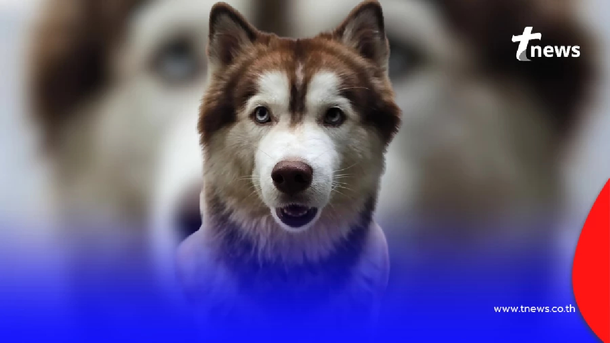 ถอดบทเรียน โจโก้-มอลลี 2 สุนัขไซบีเรียน ต้องพบจุดจบอันน่าเศร้า