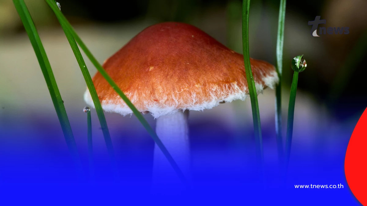 เห็ดขี้ควาย งานทดลองพบอาจเกี่ยวข้องกับการยืดอายุเซลล์