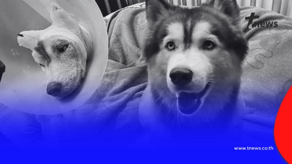สุดสงสารอาการ "มอลลี่" ก่อนกลับดาว "สัตวแพทย์" เผยสาเหตุสุดยื้อ