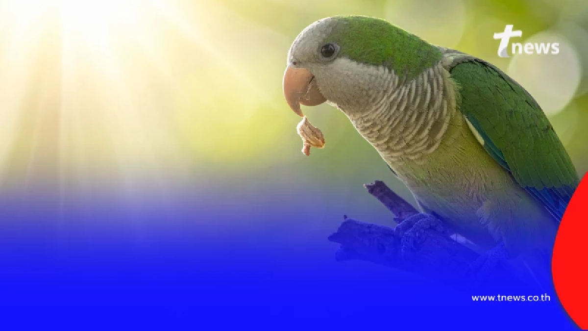 ไทยพบผู้ป่วย ‘ไข้นกแก้ว’ รายแรก ดีอี-สาธารณสุขยัน พบจริง