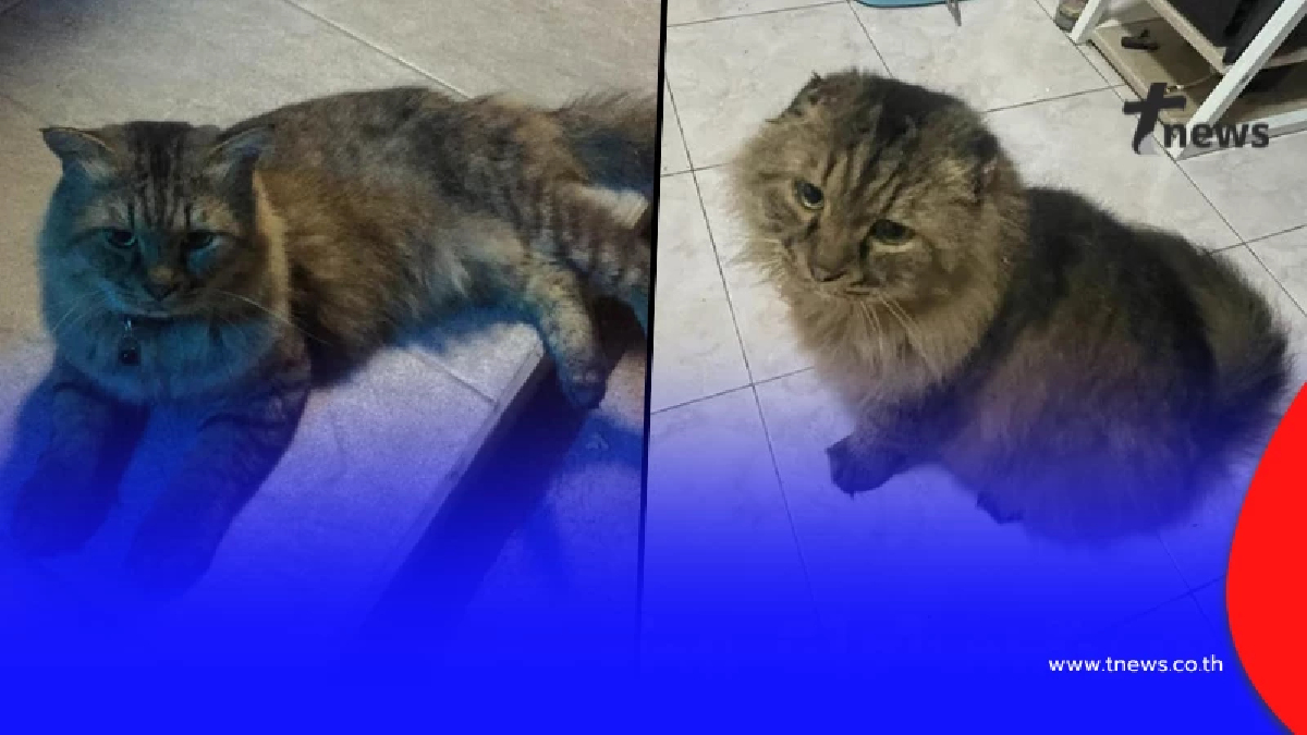 ปาฏิหาริย์ "แมวหาย 3 ปี" อยู่ ๆ กลับบ้าน เห็นสภาพ ยิ่งน่าเหลือเชื่อ