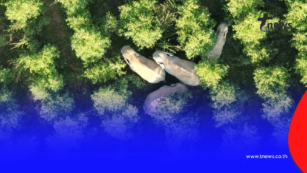 ทับลานเร่งแก้ปัญหาช้างป่าบุก พร้อมปิดท่องเที่ยวฟื้นฟูป่า