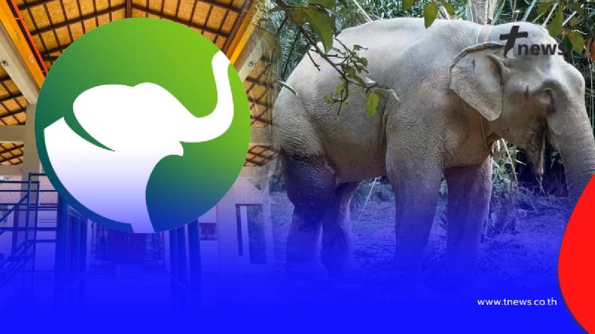 โรงพยาบาลช้างพังงา โพสต์แล้วเคส "พลายเดียว" ช้างตกเขา