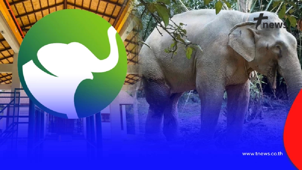 โรงพยาบาลช้างพังงา โพสต์แล้วเคส "พลายเดียว" ช้างตกเขา