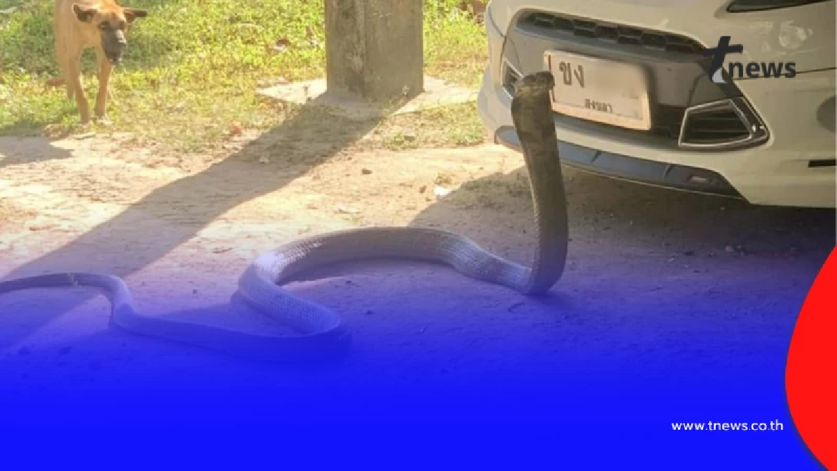 ผงะ งูจงอางยักษ์บุกบ้าน ยาวเกือบ 4 เมตร เลื้อยชูคอขู่หน้ารถ