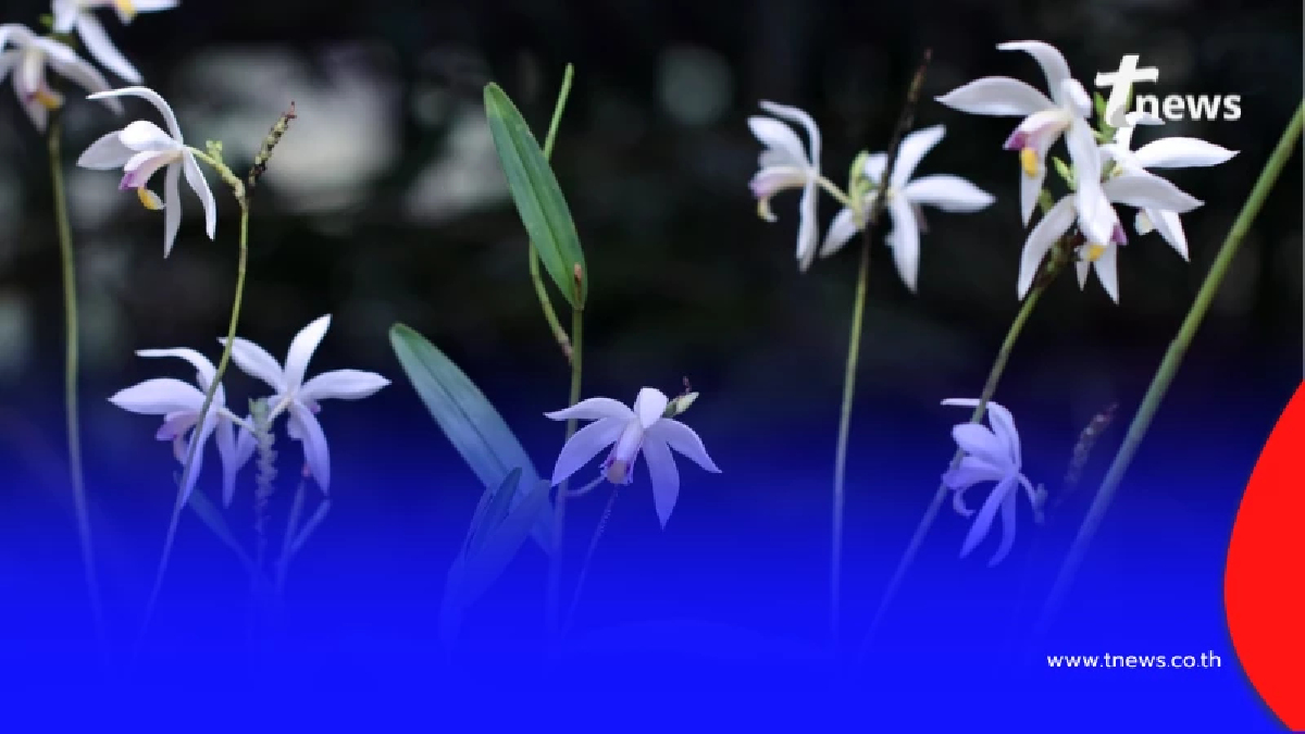 สูง 2 เมตร "กล้วยไม้ดิน" ยักษ์ใหญ่แห่งป่าพังงา ออกดอกสวยตลอดปี