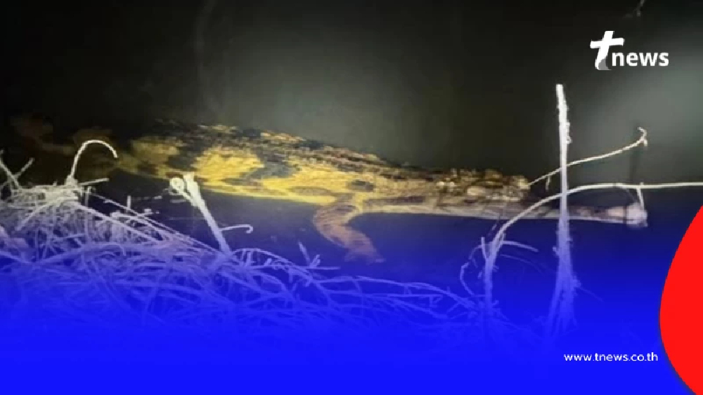 ฮือฮา มันยังไม่สูญพันธุ์ พบ "ตะโขง" ธรรมชาติครั้งแรกในไทย ภาพชัด